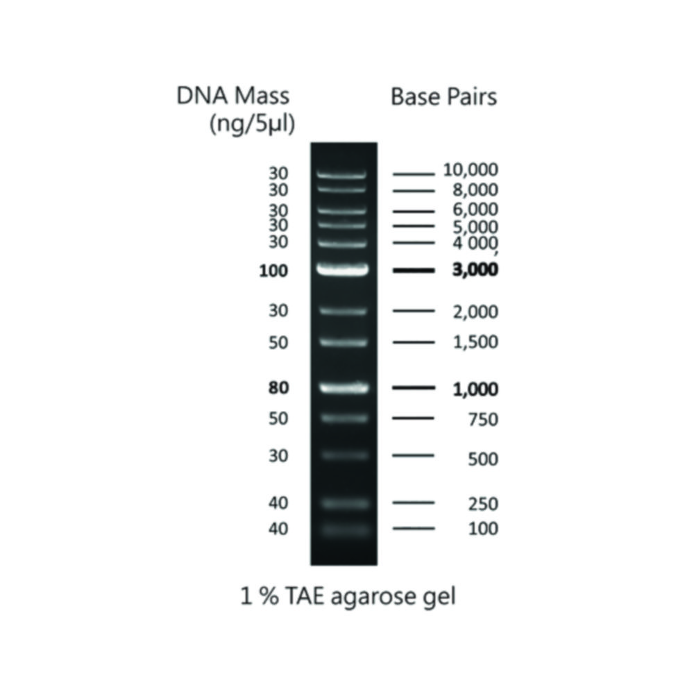 DNA Markers for Gel Electrophoresis | Type: CSL-MDNA-1KBPLUS