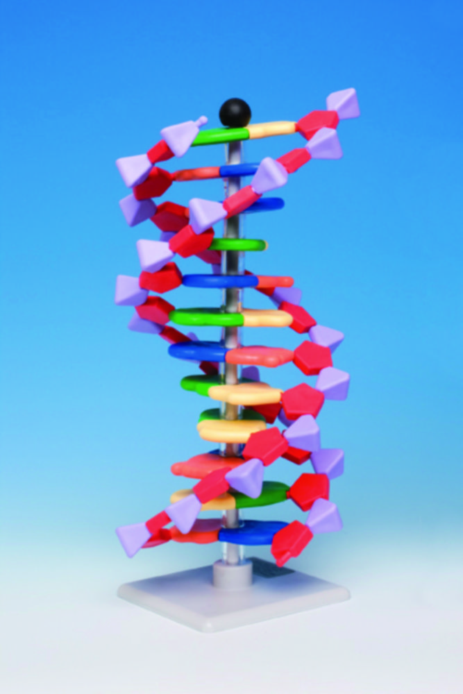 Molecular model system miniDNA® / RNA Kits | Type: RNA Kit